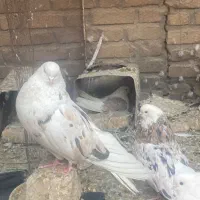 کبوتر کفتر بلند تهرونی