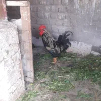 خروس رسمی زیبا