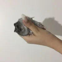 همستر تربیت شده سالم