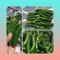 خیار بوته ای کاملا ارگانیک و تازه
