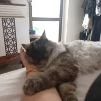 گربه پرشین گمشده محدوده برازنده