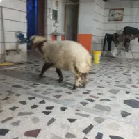 ۱ساله چاق