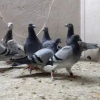 کبوتر بوم پرشی