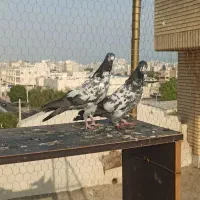 پاکستانی..