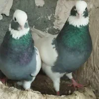 ماده سینه سیاه