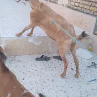 بز پاکستانی