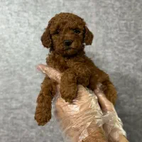 پامر فینگیلی پودل فرفری و شیتزو پنبه ای