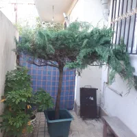 فروش کاج