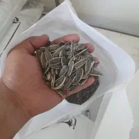 تخمه