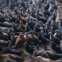 جوجه دوماهه و نیمه