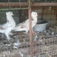 کبوتر هما کاکلی