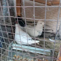 یه جفت دمبی