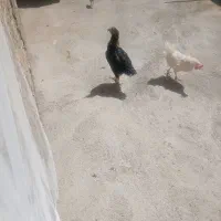 خروس و مرغ