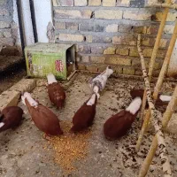کبوتر دم سفید