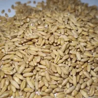 گندم دیم.ذرت .جو.سبوس.سویا