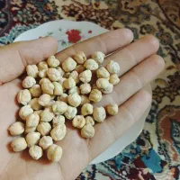 نخود خوشپخت