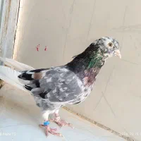 کبوتر سرور پرشی