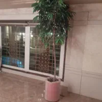 درخت امستل