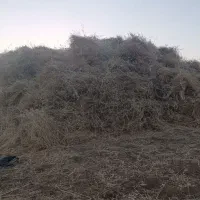 گورگری کیلو ۱۱۵۰۰۰