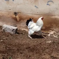 برهما|حیوانات مزرعه|زرندیه, |دیوار