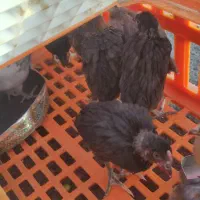 جوجه مرغ کرمونشاهی