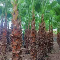 فروش درخت پالم