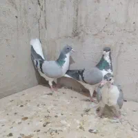 کفتر سبز سینه ای