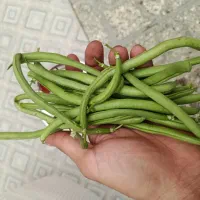 لوبیا سبز درجه یک