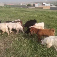 بزغاله نر