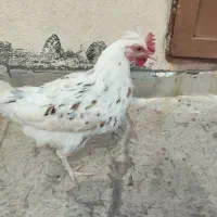 مرغ تخم گذار سرحال