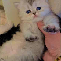 گربه آپارتمانی