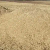 فروش ۳ تن کاه مرغوب (گندمی)