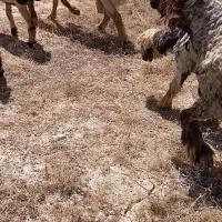 ۵۵۰۰۰۰۰۰۰۰|حیوانات مزرعه|راهگان, |دیوار