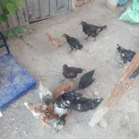 جوجه ۳ماهه گلپایگان