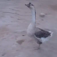 قوغاز نر اکراینی بوفه دار