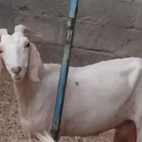 بز شیری