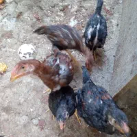 جوجه ومرغ وخروس لاری