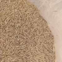 جو محلی (برداشت خودم)