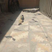 اردک