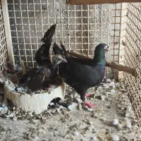 سیاه و سوسنی سخریج