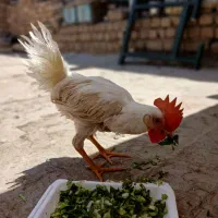 یه نوچه خروس