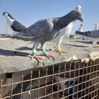 سلام ۴ تا کفتر بوم صید سار