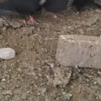 جوجه لامپی کاکلی درجه ۱ جشم ابرو بسته جوجه نر