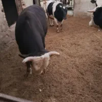 گوساله چاق