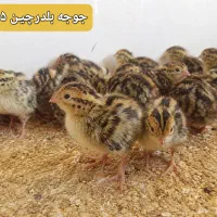 جوجه بلدرچین ۵ روزه