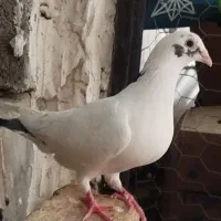 کبوتر پرشی