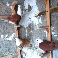 کبوترکلاغ‌کربلایی‌جفتگاه