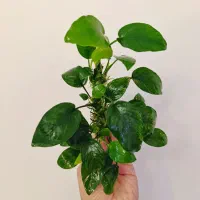 کلونی انوبیاس بزرگ برای پلنت و دیسکس