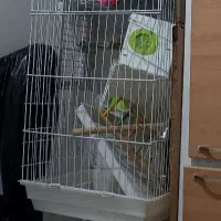 قفس و لانه عروس هلندی و ملنگو