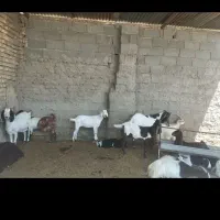 بز و بزغاله